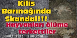 Kilis Hayvan Barınağında Skandal