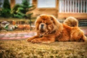 Köpekler kanser teşhisi koyabilecek