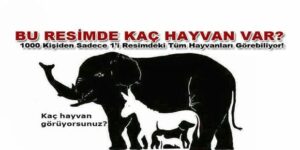 Hollandalılar Türklerden Daha mı Zeki?