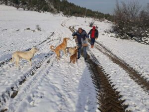 Onlarca köpeği ölüme terkettiler