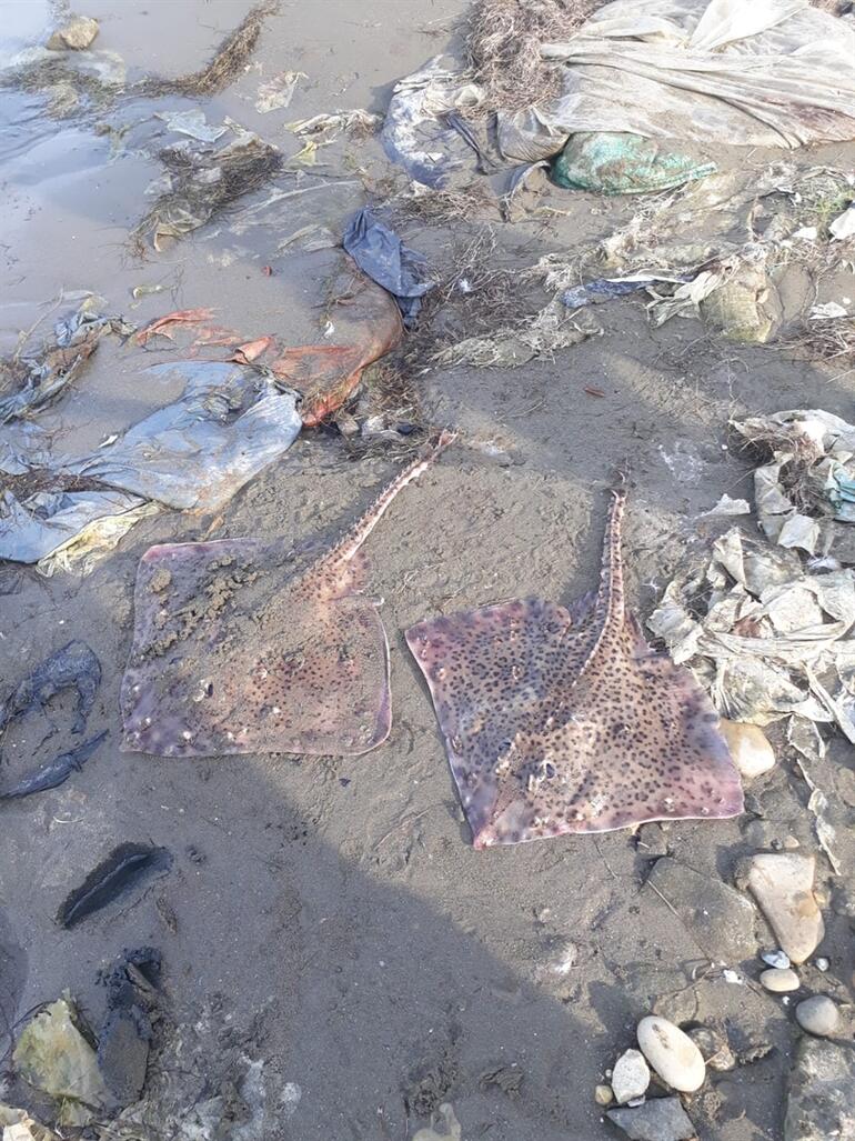 Şaşırtan görüntü Kıyıya vurdu... Tehlikeli ve öldürücü...