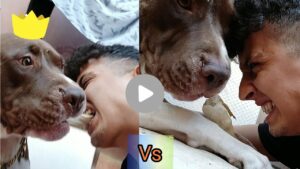 Akıllı Pitbull