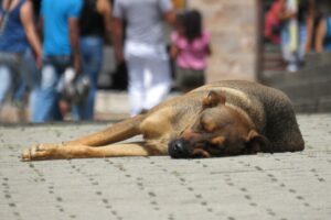 Zeytin