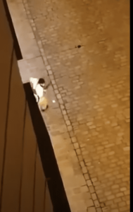 Viyana’da Terör