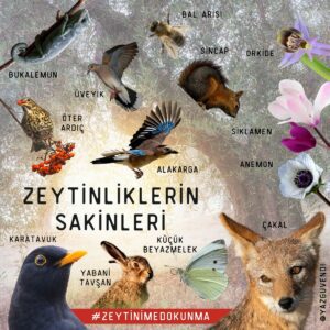 Zeytinliklerin sakinleri
