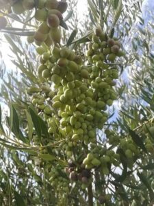 ZEYTİNLİKLERE KIYMAYIN