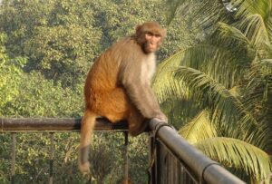 Rhesus Kan Naklinde Ölenleri Kurtardı
