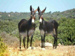 KIBRIS’TA NELER OLUYOR?