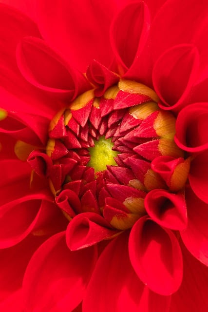 Dahlie, Blume, Pflanze, Blütenblätter