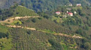 Fındık üreticisi şok yaşıyor…