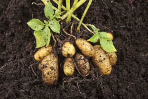 Üreticide 4 lira olan patates markette 19 lira…