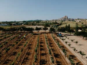Şarap turizmi tam gaz ileri…