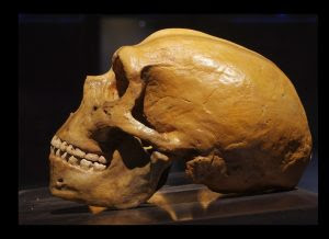 Neandertalerschädel
